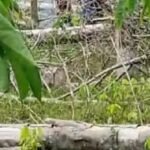 IMG 20240216 WA0111